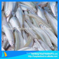 seafood company supply frozen pond smelt with cheap price